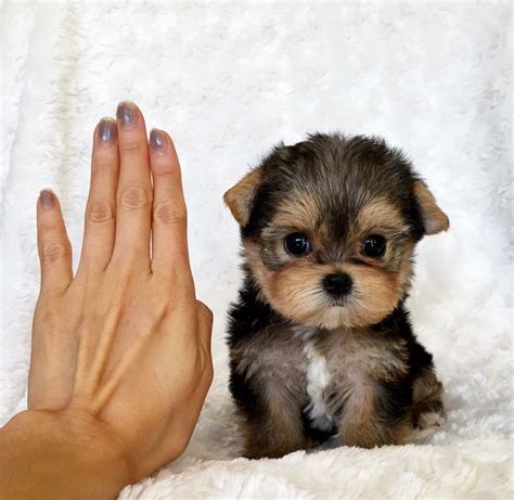 Pets and Animals Goldsboro <strong>500</strong> $ View pictures. . Teacup yorkie for sale up to 500